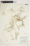 Potamogeton pectinatus L., U.S.A., F. R. Fosberg 55758, F