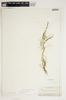 Potamogeton pectinatus L., U.S.A., E. Hall 494, F
