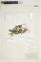 Potamogeton perfoliatus L., U.S.A., M. L. Fernald 751, F