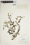 Potamogeton perfoliatus L., U.S.A., F. J. Hermann 9784, F