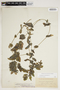 Potamogeton perfoliatus L., U.S.A., T. F. Lucy 437, F