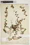 Potamogeton perfoliatus L., U.S.A., M. L. Fernald, F