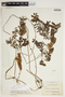 Potamogeton perfoliatus L., U.S.A., W. C. Muenscher 730, F