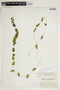 Potamogeton perfoliatus L., Canada, J. Fowler, F