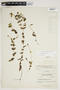 Potamogeton perfoliatus L., Canada, Frère Marie-Victorin 44467, F