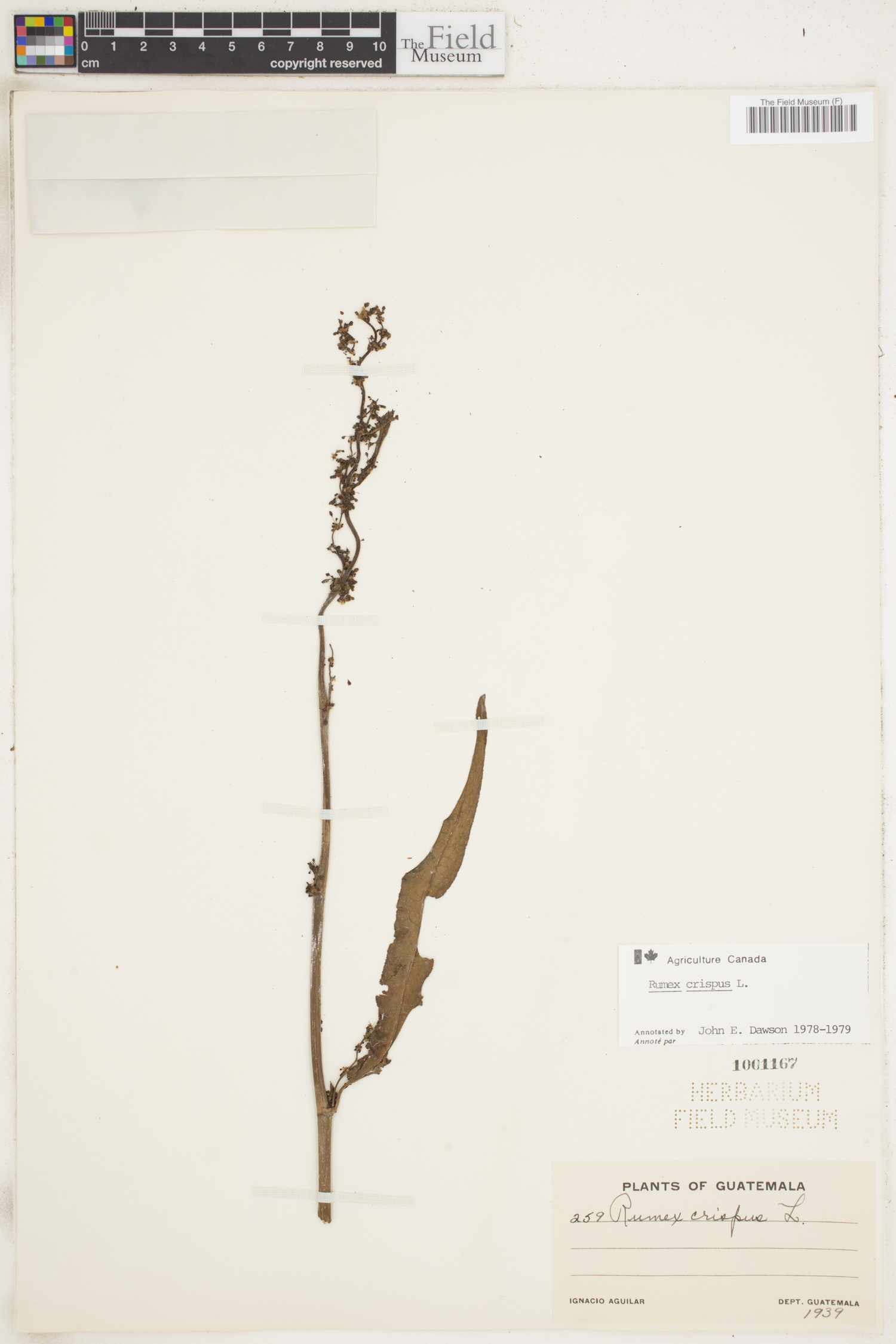 Rumex crispus image