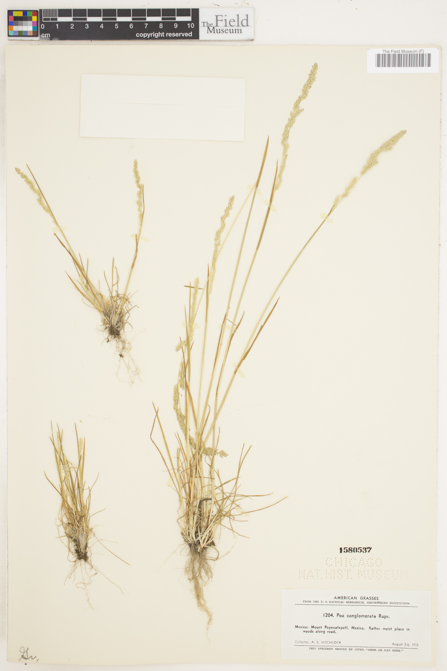 Poa conglomerata image