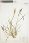 Echinochloa crus-pavonis var. macera image