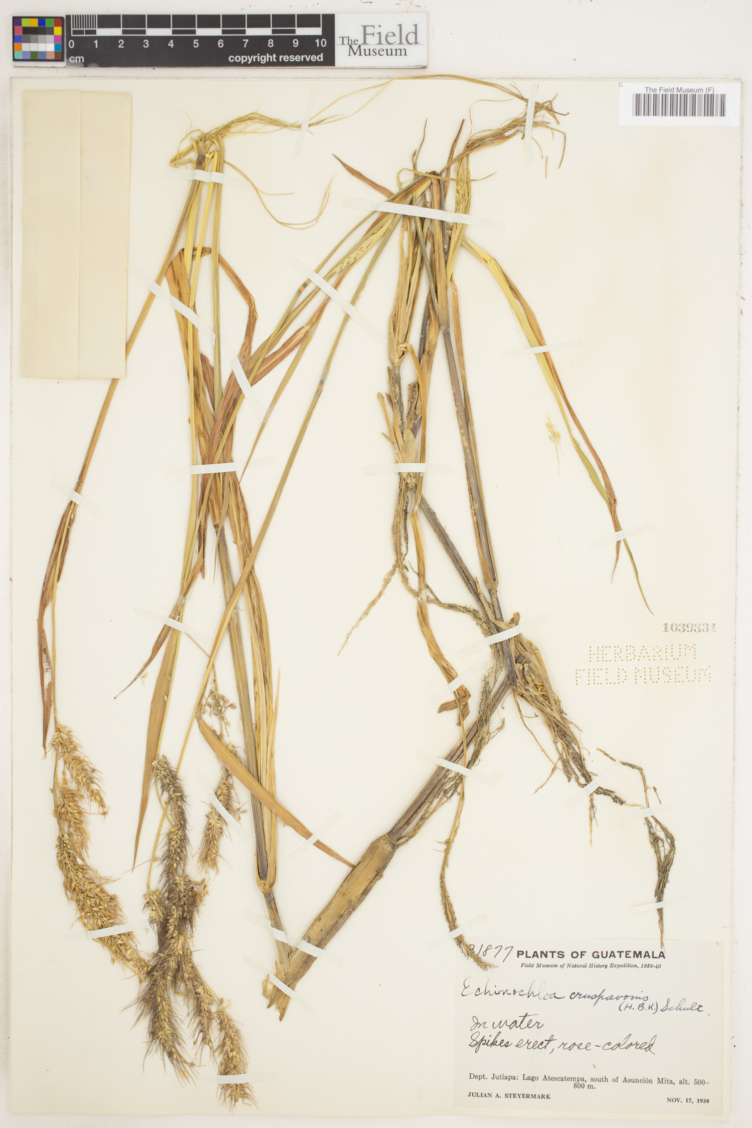 Echinochloa crus-pavonis image