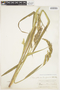 Echinochloa crus-pavonis var. crus-pavonis image