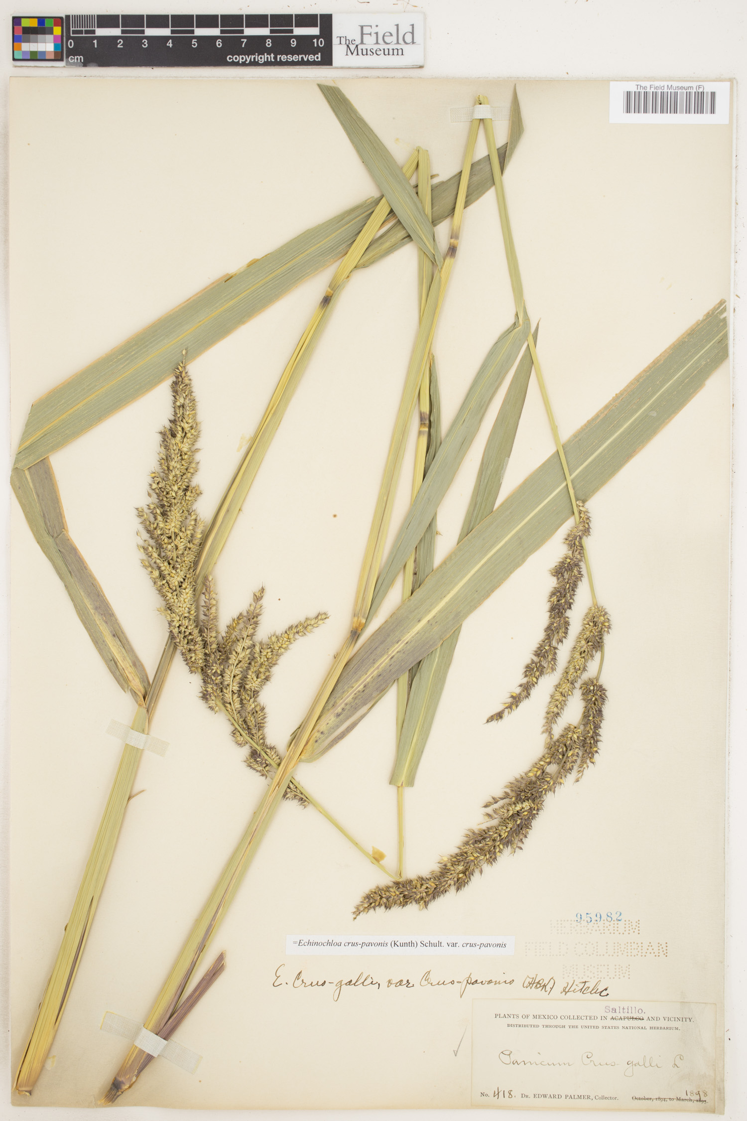 Echinochloa crus-pavonis var. crus-pavonis image