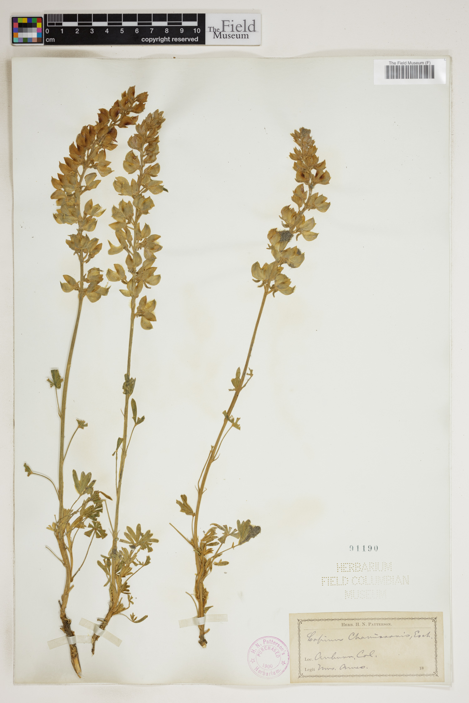 Lupinus chamissonis image