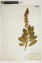 Lupinus diffusus image