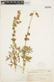 Lupinus formosus var. robustus image