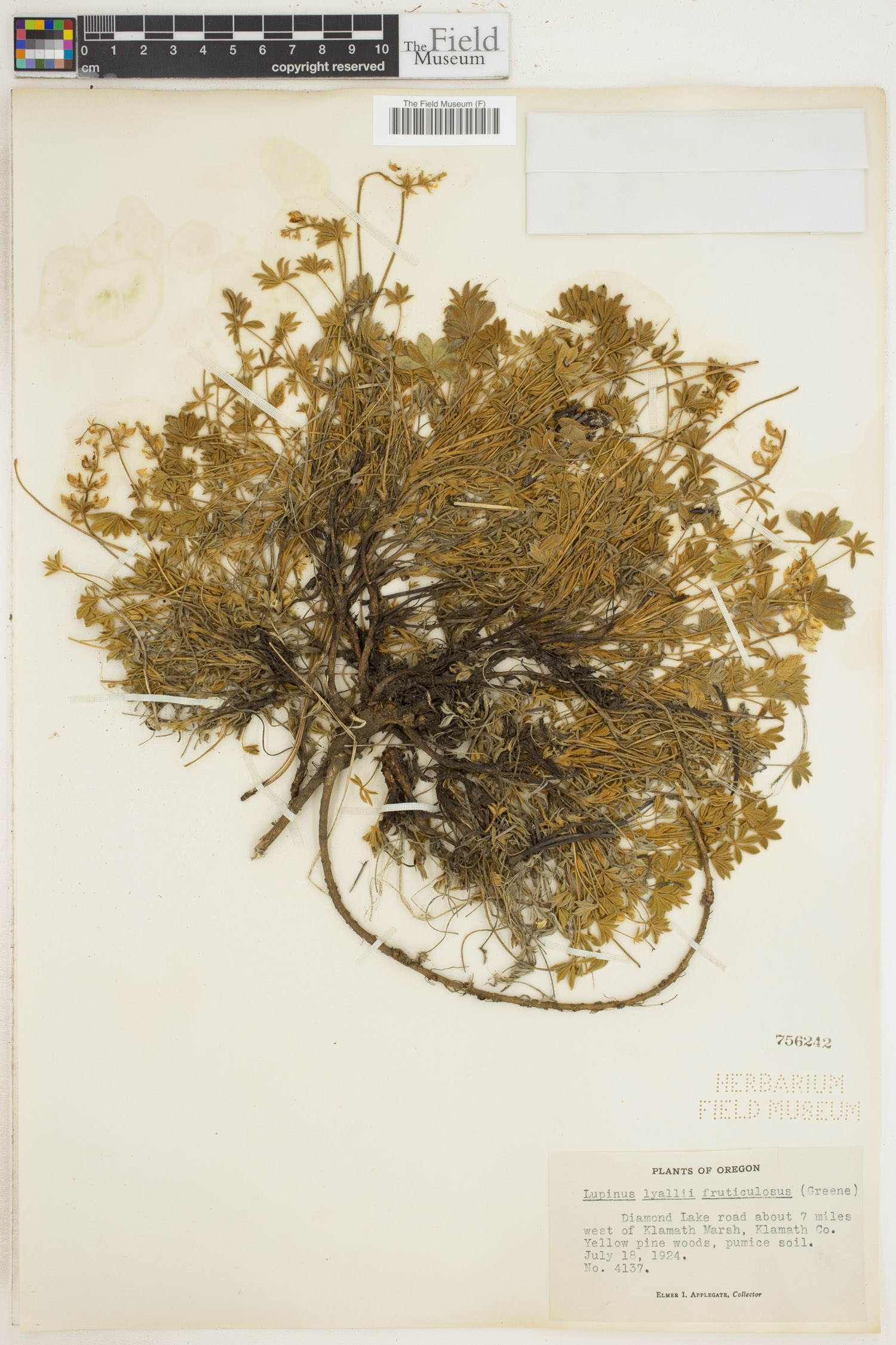 Lupinus lyallii var. fruticulosus image