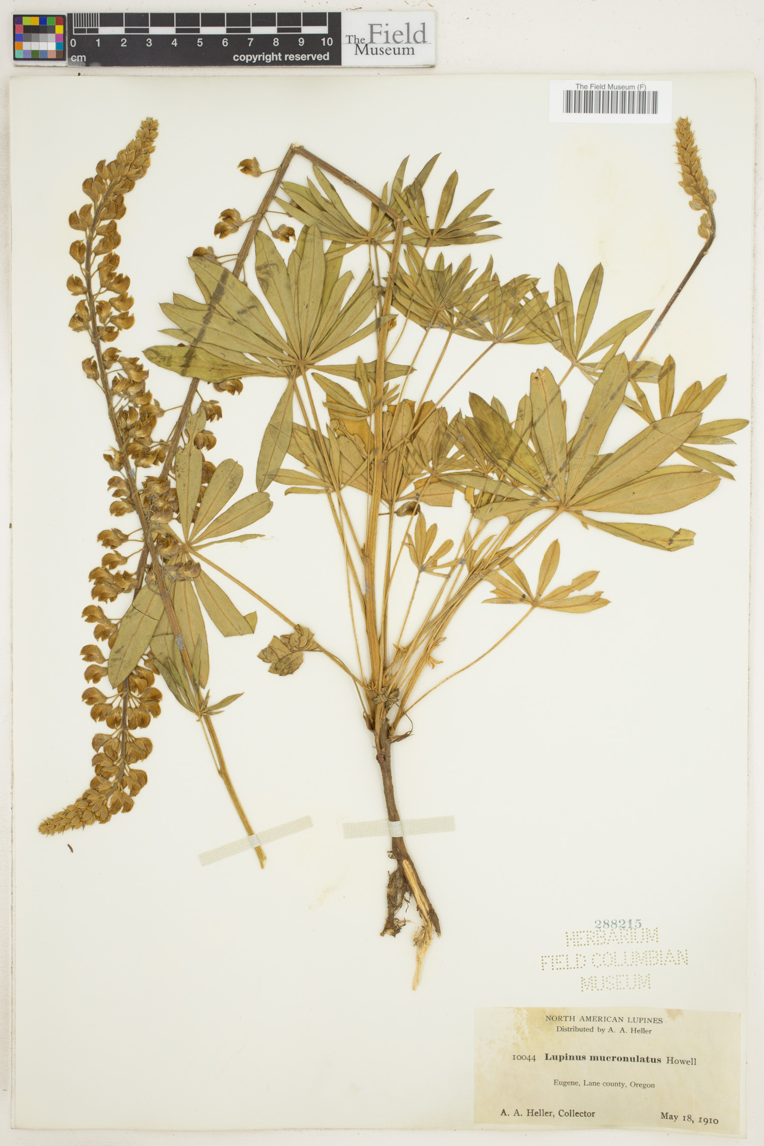 Lupinus mucronulatus image