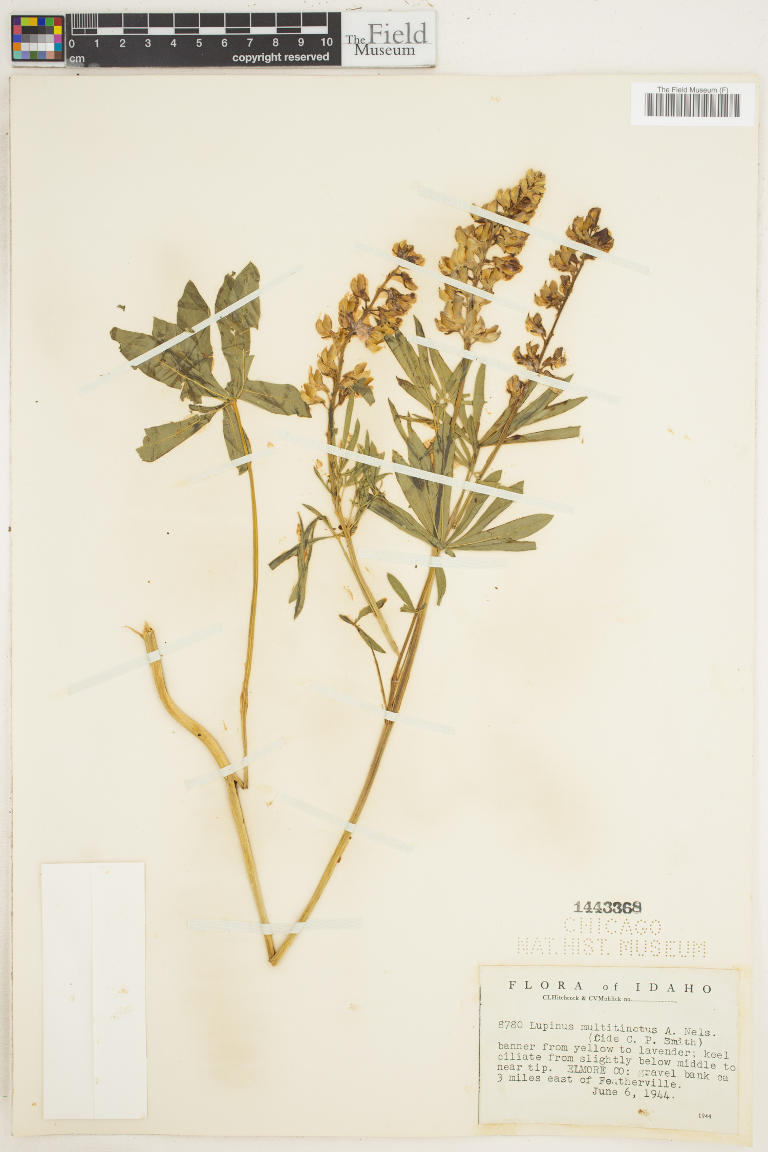 Lupinus arbustus subsp. calcaratus image