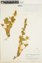 Lupinus nevadensis image