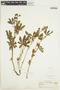 Lupinus parviflorus image