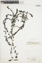 Potamogeton perfoliatus L., GUATEMALA, C. M. Barber, F