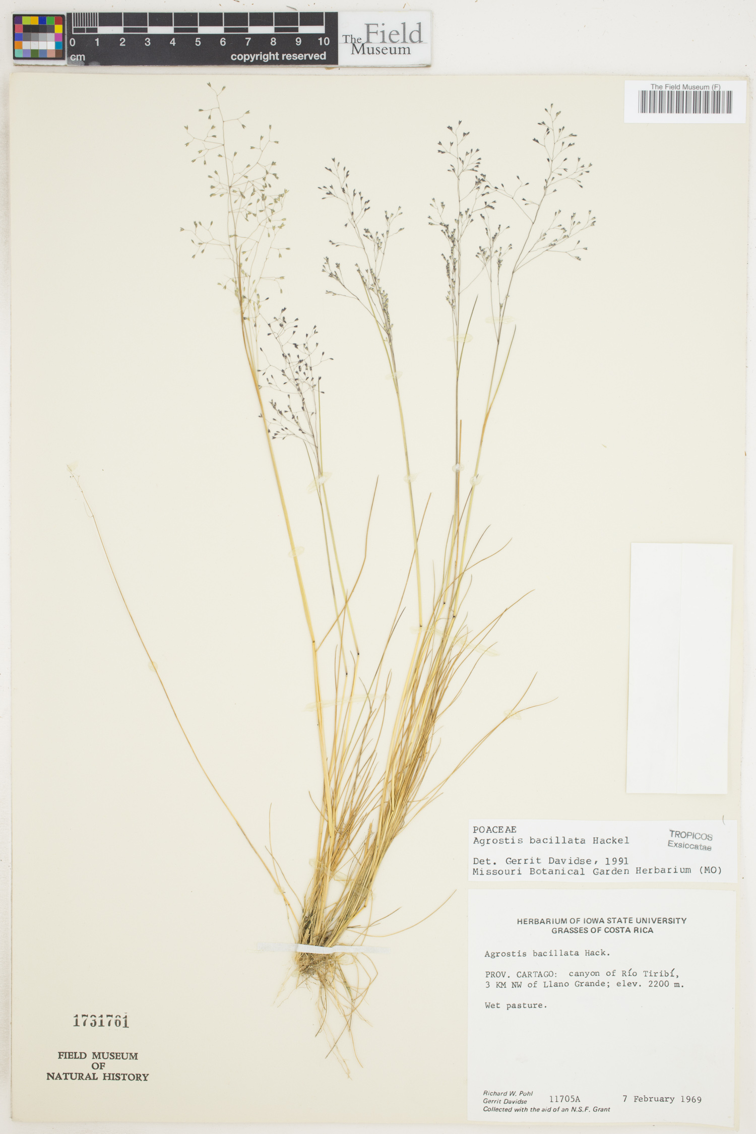 Agrostis bacillata image