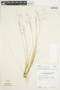 Agrostis bacillata image