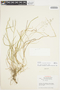 Agrostis laxissima image