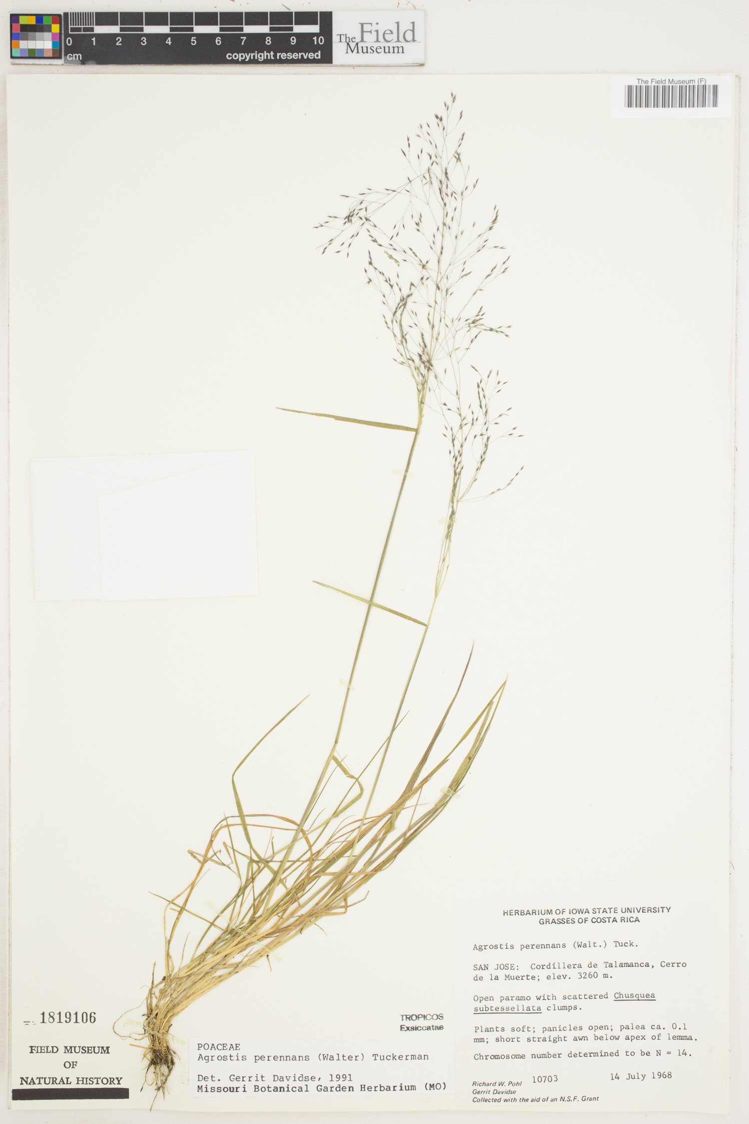 Agrostis image