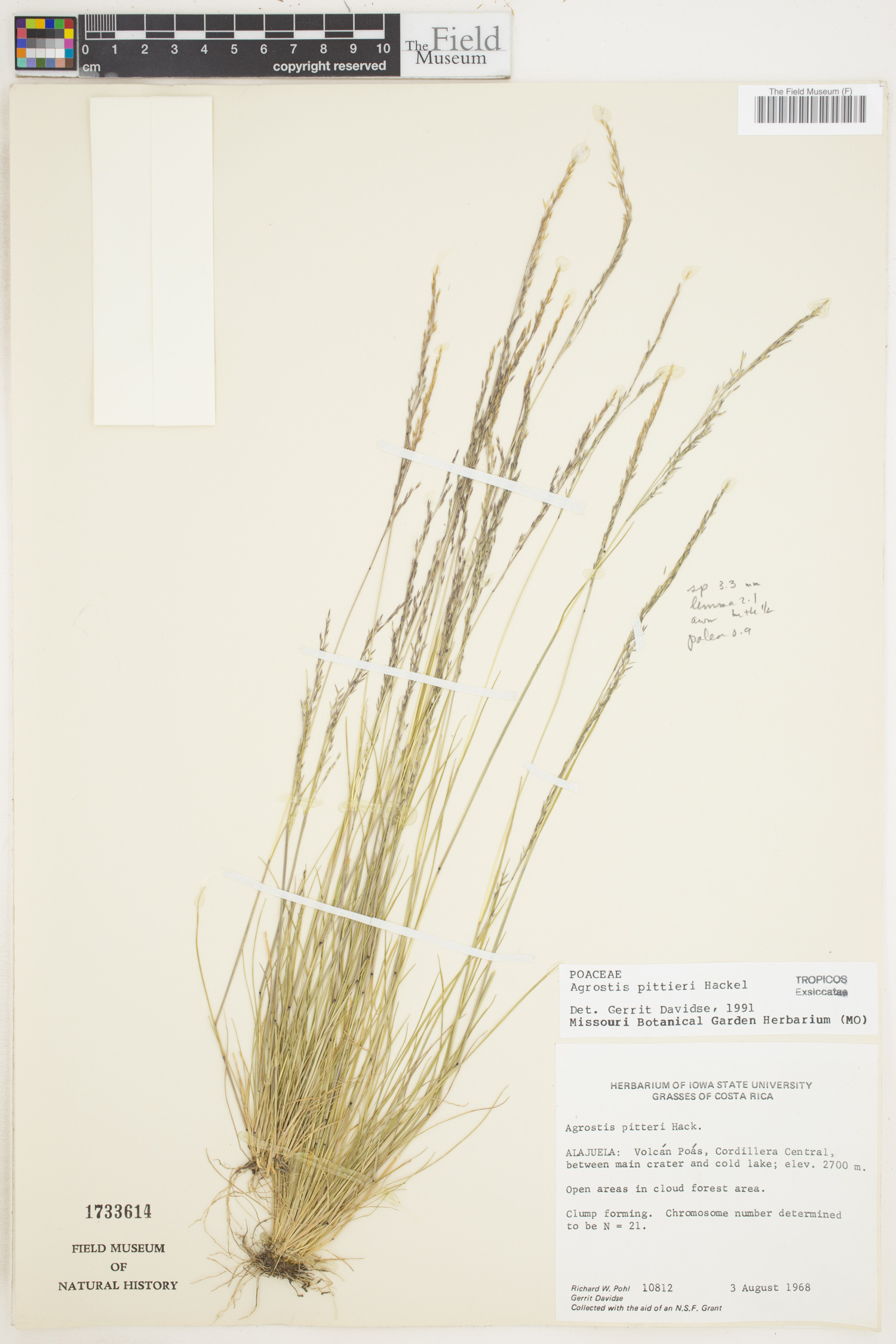 Agrostis pittieri image