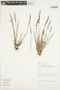 Agrostis subpatens image