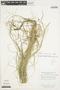 Agrostis tolucensis image