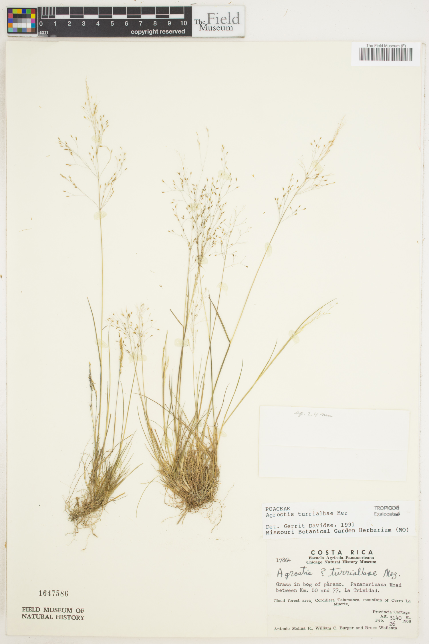 Agrostis image