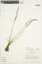 Agrostis turrialbae image