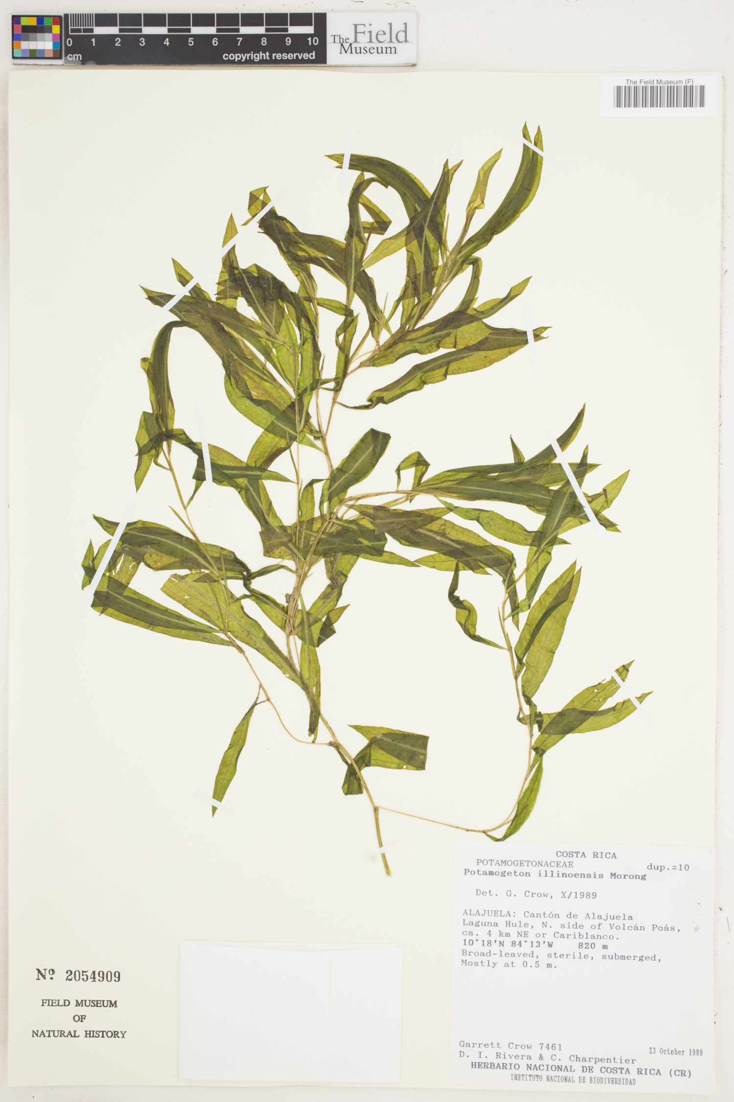 Potamogetonaceae image
