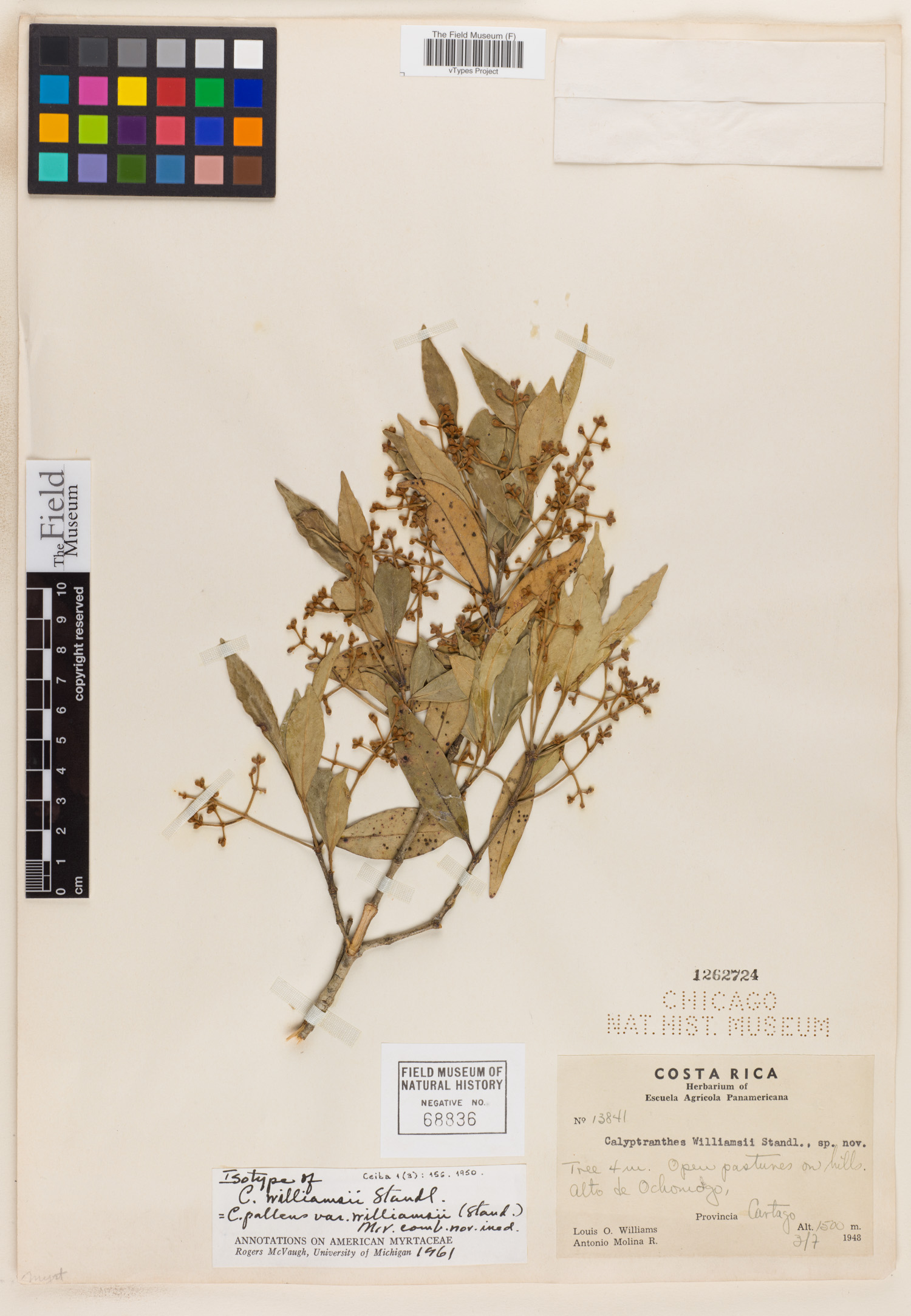 Calyptranthes williamsii image