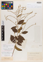 Gouania virgata Reissek, British Guiana [Guyana], R. H. Schomburgk 584, Isolectotype, F