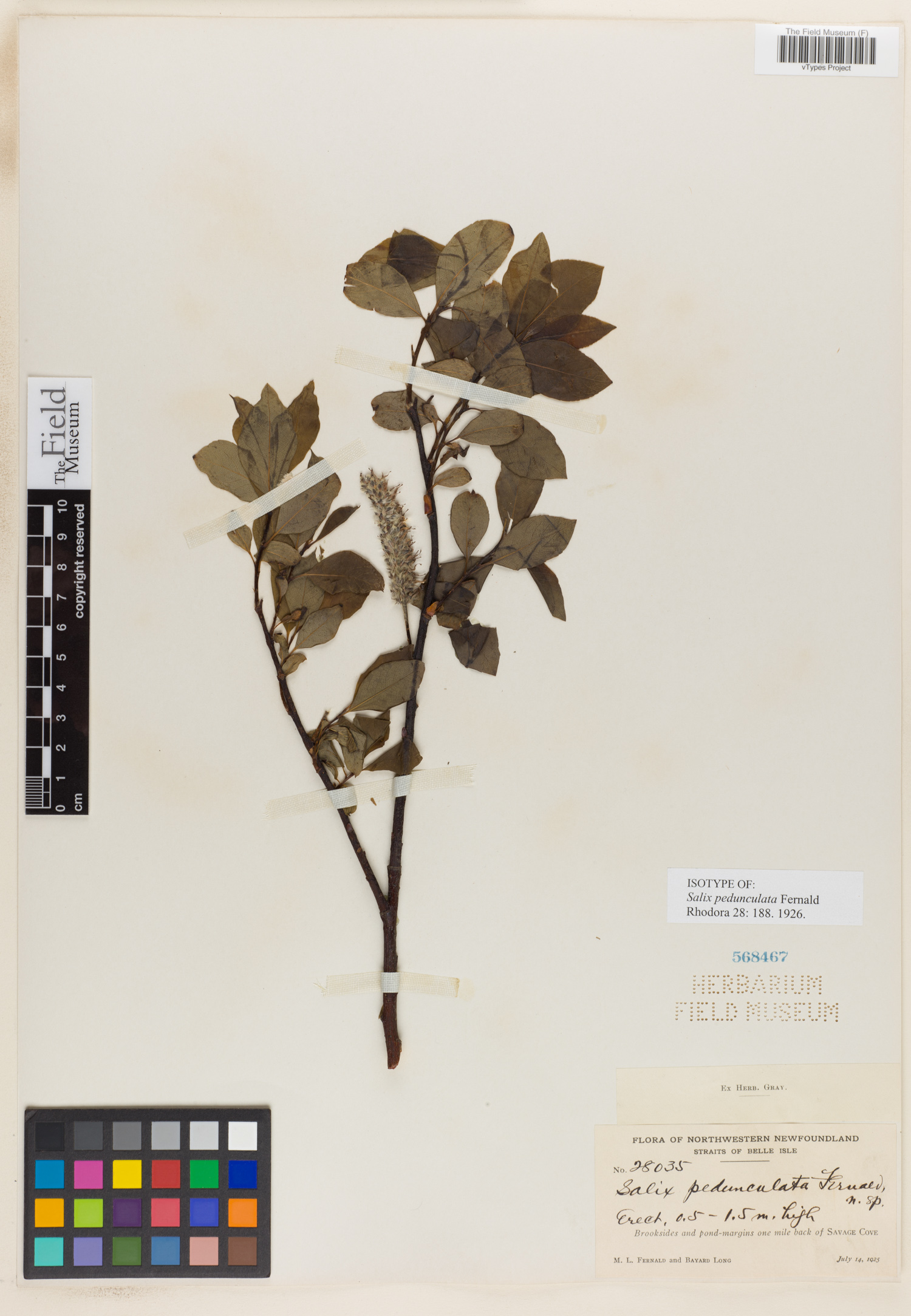 Salix x pedunculata image