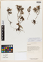 Sonerila verticillata J. A. McDonald, INDONESIA, J. A. McDonald 3576, Isotype, F