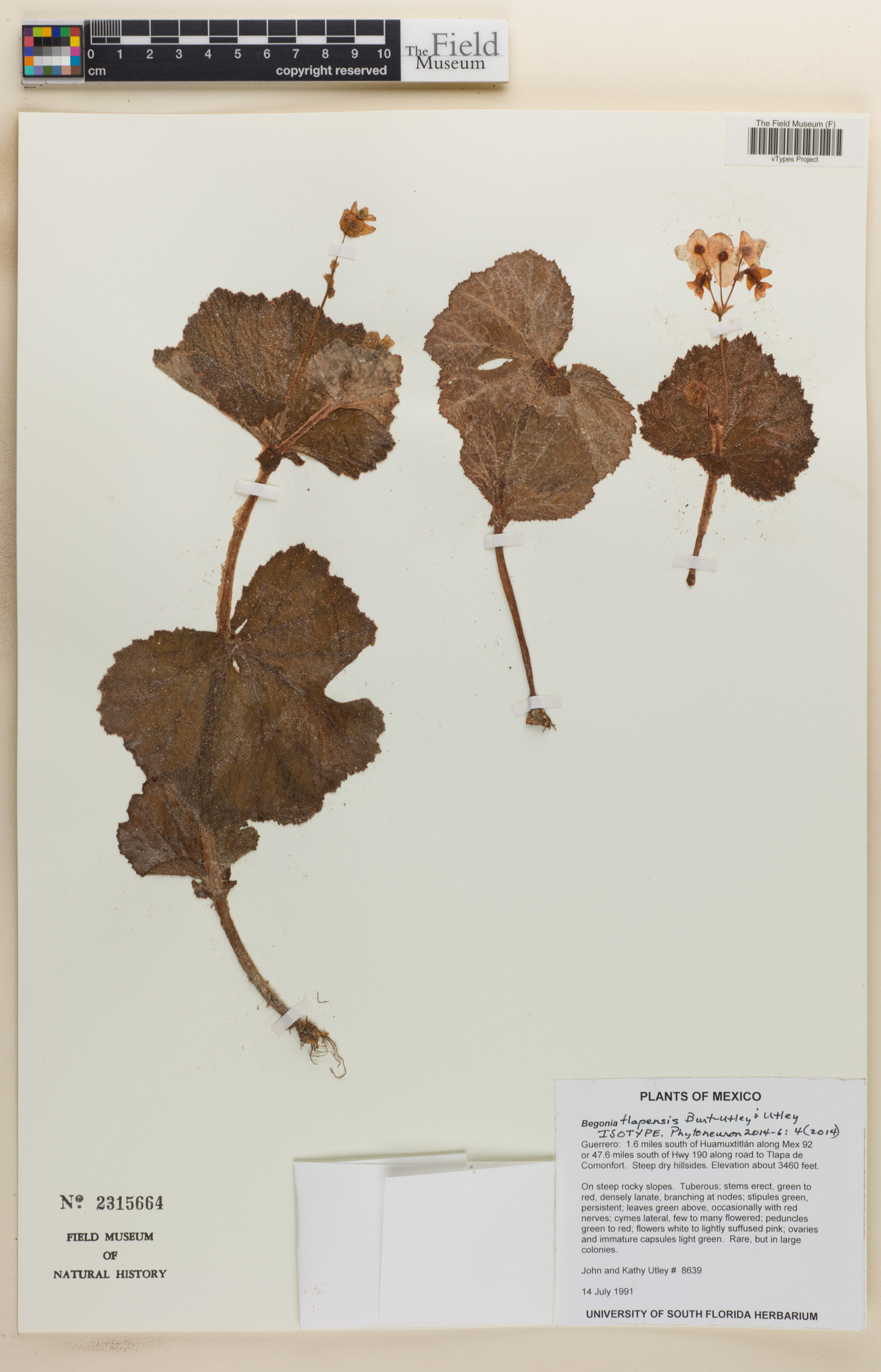 Begonia tlapensis image