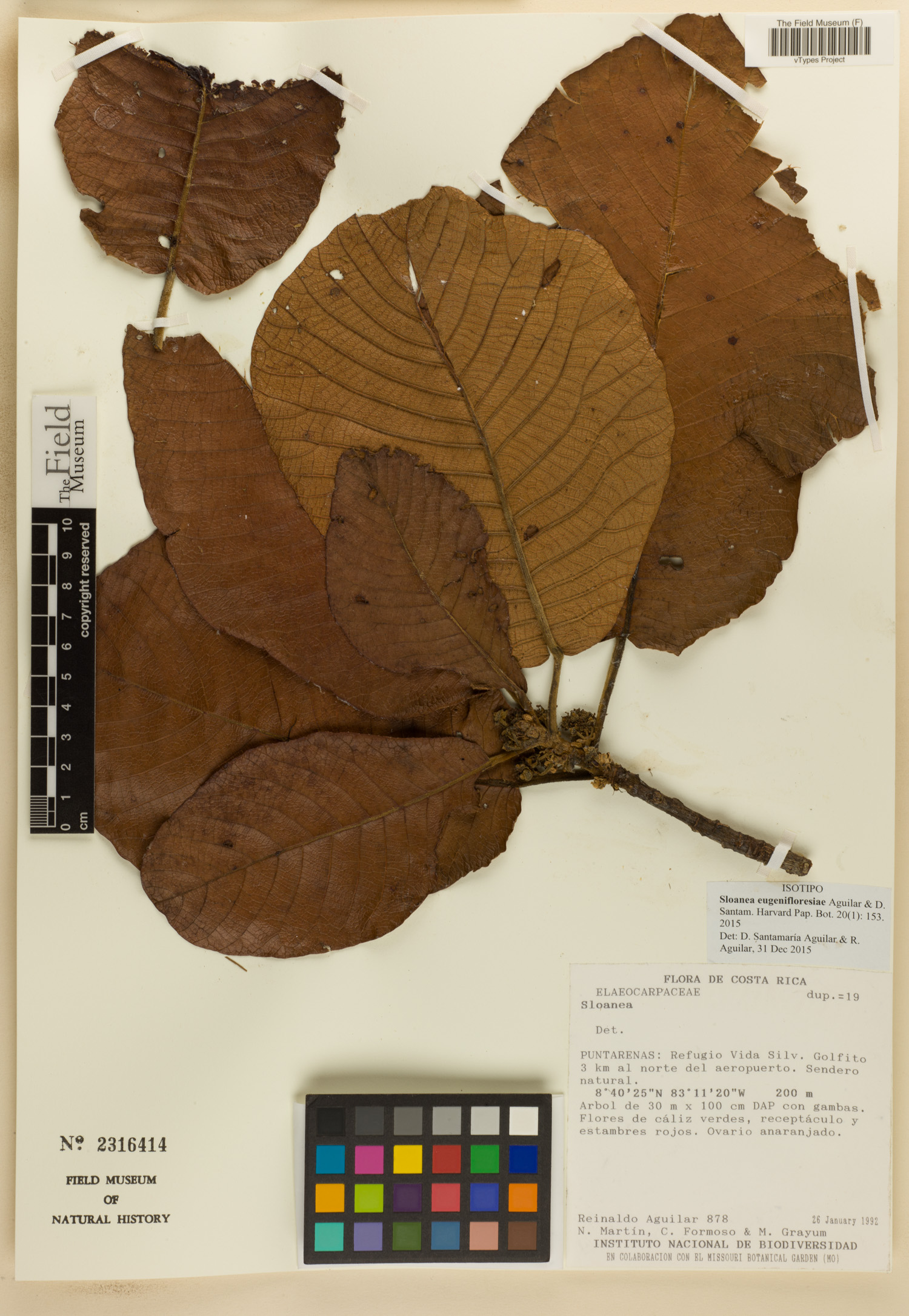 Sloanea eugenifloresiae image