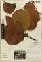 Sloanea eugenifloresiae Aguilar & D. Santam., COSTA RICA, R. Aguilar F. 878, Isotype, F