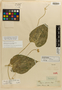 Anguria speciosa Poepp. & Endl., Peru, E. F. Poeppig 1664, Isotype, F