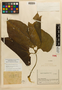 Gurania angustiflora Cuatrec., Colombia, J. Cuatrecasas 13351, Isotype, F