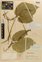 Gurania heteromorpha Cuatrec., Colombia, J. Cuatrecasas 14060, Isotype, F