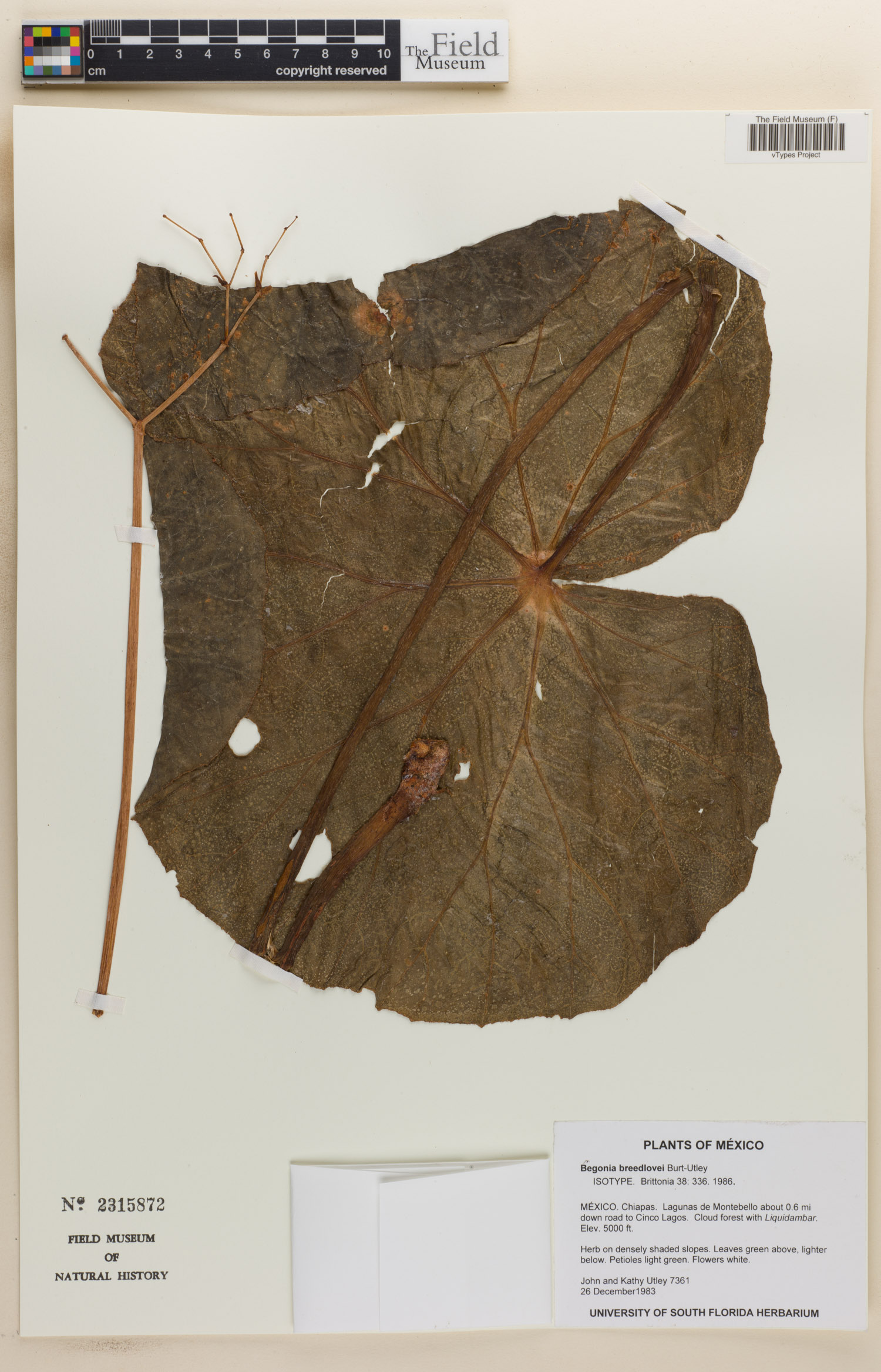 Begonia breedlovei image