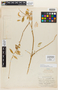 Monnina acutifolia Chodat, PERU, E. P. Killip 22448, Isotype, F