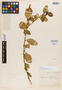 Monnina stipulata Chodat, PERU, G. Mandon 834, Isotype, F