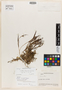 Elleanthus steyermarkii Barringer, ECUADOR, J. A. Steyermark 54873, Holotype, F