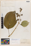 Adelobotrys latifolius Schulman, COLOMBIA, G. Klug 1953, Isotype, F