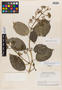 Adelobotrys microcarpus Schulman, PERU, J. J. Wurdack 2070, Isotype, F